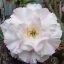 Adenium obesum "Vinh Tuyet" (922)