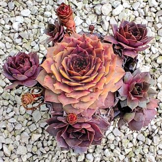 Sempervivum sp.82-Kövirózsa