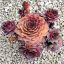 Sempervivum sp.82-Kövirózsa