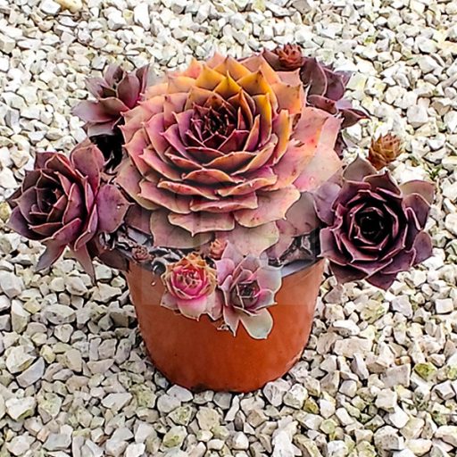 Sempervivum sp.82-Kövirózsa