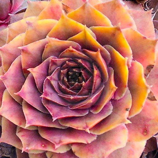 Sempervivum sp.82-Kövirózsa