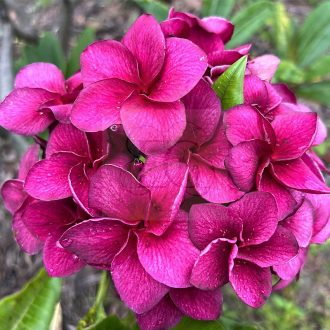 Plumeria rubra "Grapette" magok