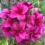 Plumeria rubra "Grapette" magok