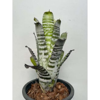 Aechmea Orinoko Hybrid 