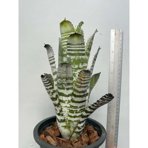 Aechmea Orinoko Hybrid 