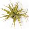 Tillandsia Capitata Yellow/L