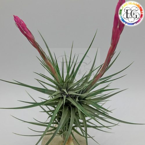 Tillandsia Tenuifolia Twin