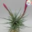 Tillandsia Tenuifolia Twin