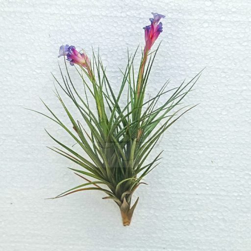 Tillandsia Tenuifolia Twin