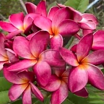 Plumeria rubra "SK Kinnaree" dugvány  Plumeria rubra "SK Kinnaree" dugvány