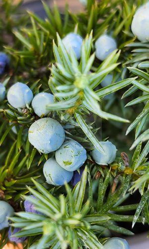 Juniperus conferta "Schlager"-Terülő fenyőboróka 