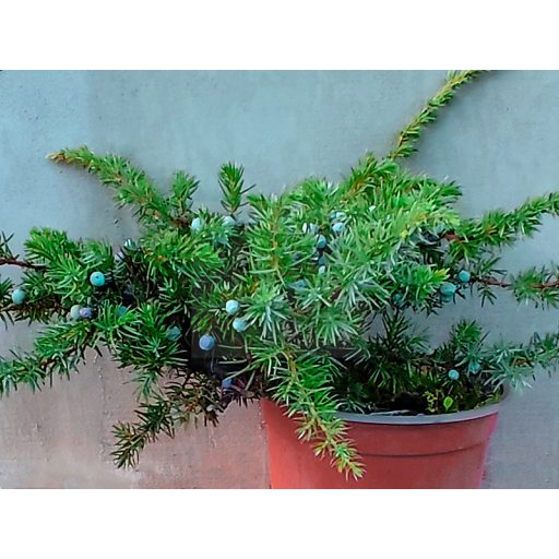 Juniperus conferta "Schlager"-Terülő fenyőboróka 