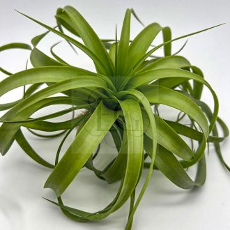 Tillandsia Marvellous Masterpiece