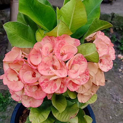 Euphorbia milii "Orange Sand" (OR-6)