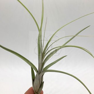 Tillandsia Balbisiana/L