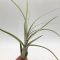 Tillandsia Balbisiana/L