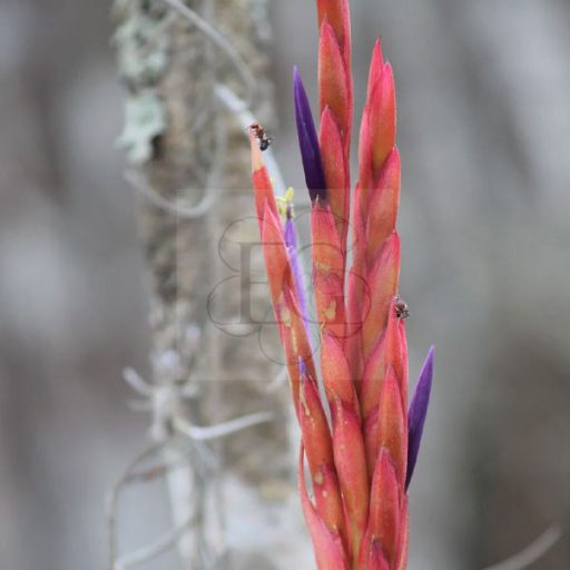 Tillandsia Balbisiana 
