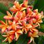 Plumeria rubra "Summer Dragon" magok