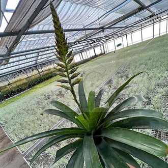 Vriesea Fenestralis 