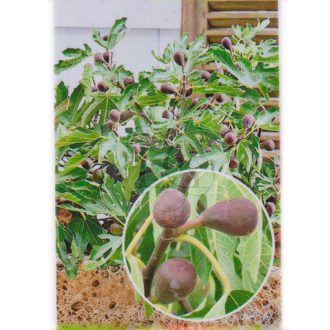   Ficus carica/Füge "Little Miss Figgy" -Törpe füge