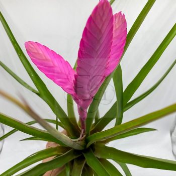 Tillandsia Cyanea Anton/XL Tillandsia Cyanea Anton/XL