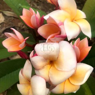 Plumeria rubra "Heirloom"