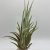 Tillandsia Mitlaensis Tulensis L