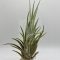 Tillandsia Mitlaensis Tulensis L