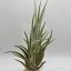 Tillandsia Mitlaensis Tulensis L