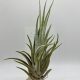 Tillandsia Mitlaensis Tulensis L