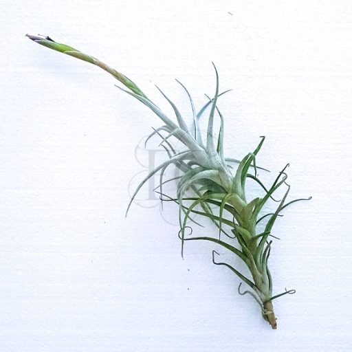 Tillandsia Mitlaensis Tulensis L