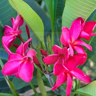 Plumeria rubra "Red Monalisa" JJ