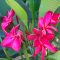 Plumeria rubra "Red Monalisa" JJ