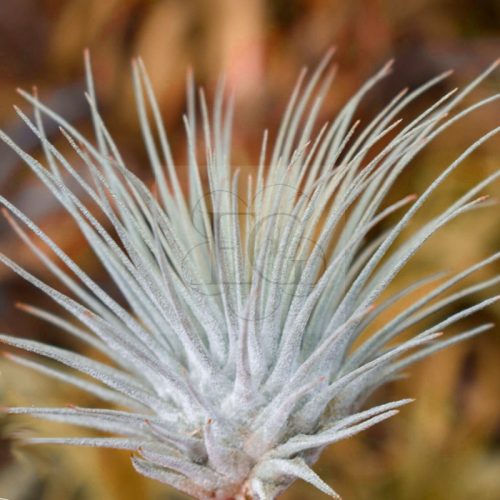 Tillandsia Argentea Fuchsii Mexico
