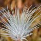 Tillandsia Argentea Fuchsii Mexico