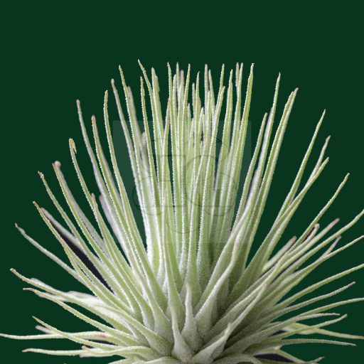Tillandsia Argentea Fuchsii Mexico