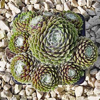 Sempervivum sp.3-Kövirózsa Sempervivum sp.3-Kövirózsa