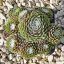 Sempervivum sp.3-Kövirózsa