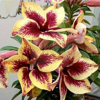 Adenium obesum "Cich Lids"