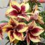 Adenium obesum "Cich Lids"