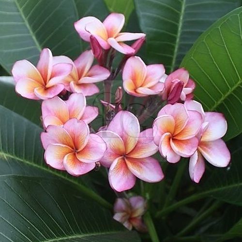 Plumeria rubra "Heart Desire"