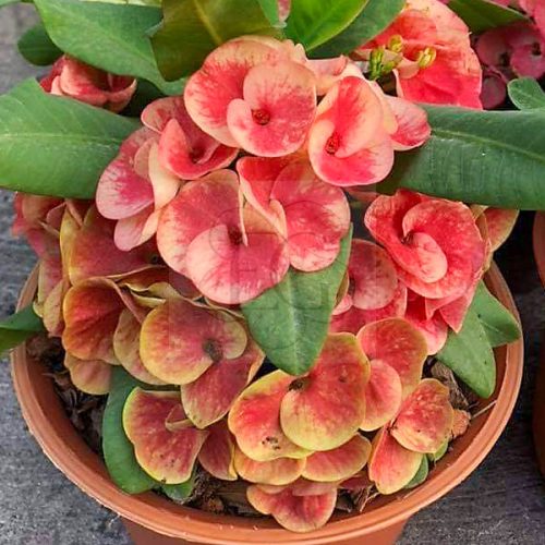 Euphorbia milii "Aurora" (N-27)