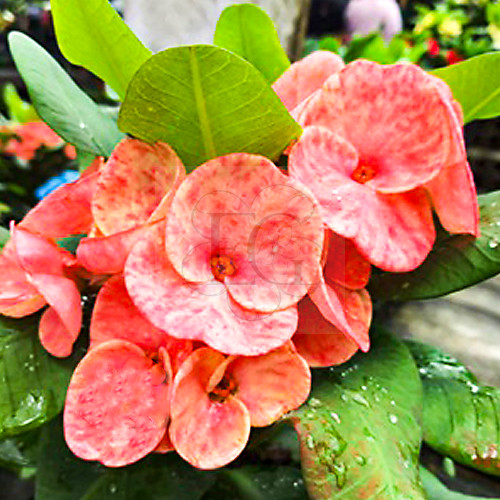 Euphorbia milii "Beauty Queen" (25)