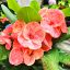 Euphorbia milii "Beauty Queen" (25)