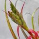 Tillandsia Polystachia L