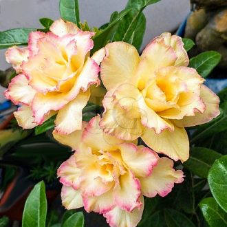 Adenium obesum "Phuong Lam Váng" (756)