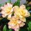 Adenium obesum "Phuong Lam Váng" (756)