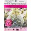 Hydrangea paniculata "Pinky Winky"/ Bugás hortenzia