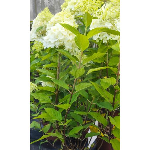 Hydrangea paniculata "Pinky Winky"/ Bugás hortenzia