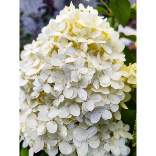 Hydrangea paniculata "Pinky Winky"/ Bugás hortenzia